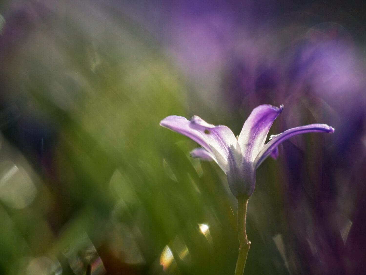 aaron-burden-CQJow57xTT0-unsplash - Suzanne Kane Hope