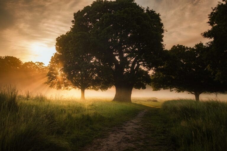 simon-wilkes-M2FYipeswN8-unsplash - Suzanne Kane cope with stress