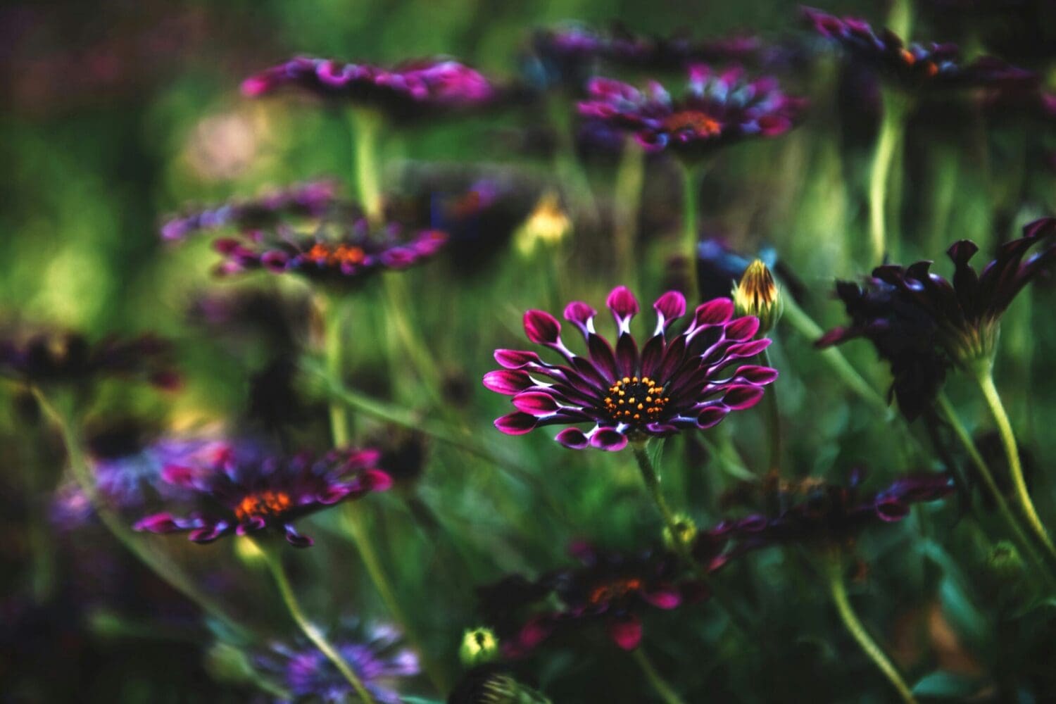 cultivating happiness