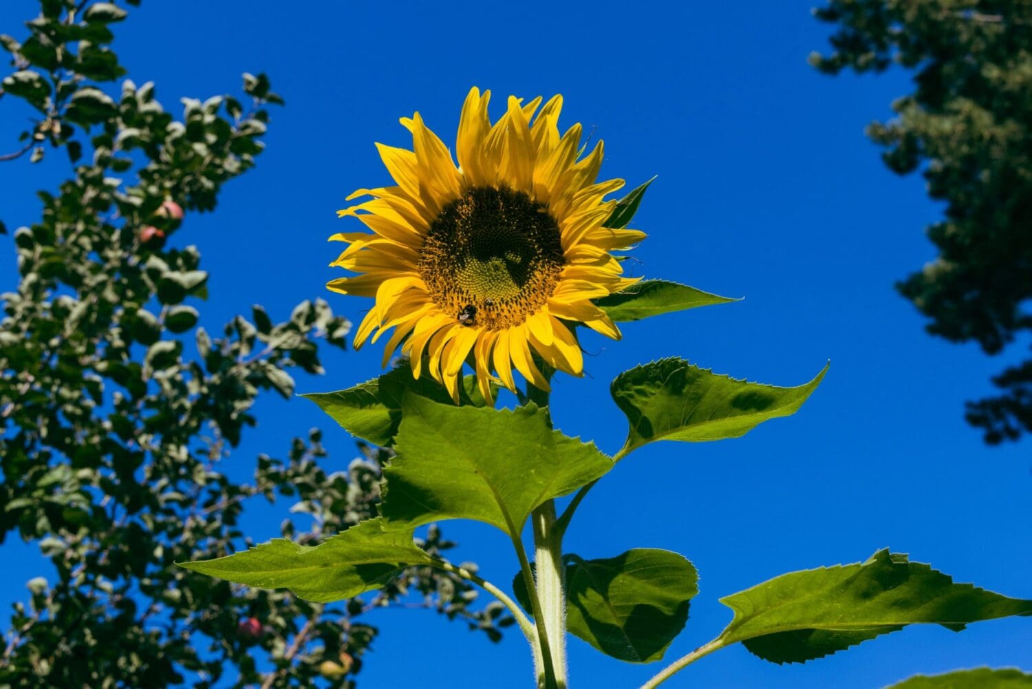 engin-akyurt-Gpth3QdkRA0-unsplash - Suzanne Kane live a longer life