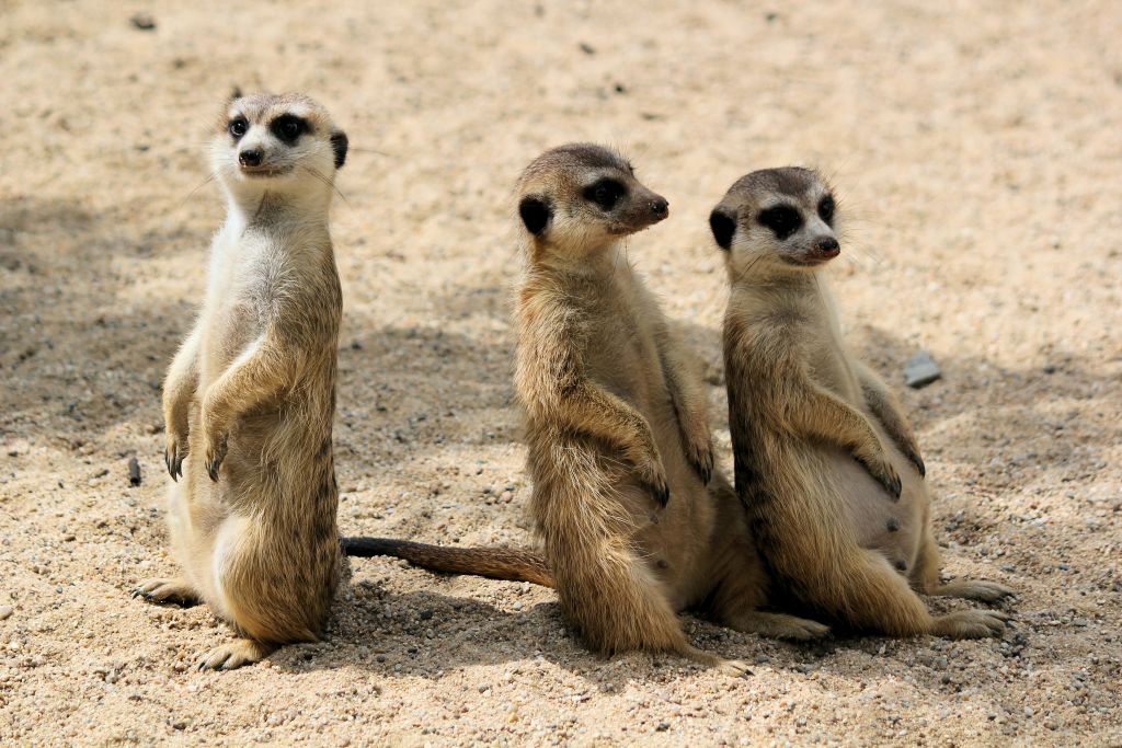 dusan-veverkolog-ah7KHxYg6Ow-unsplash - Suzanne Kane humor to feel better