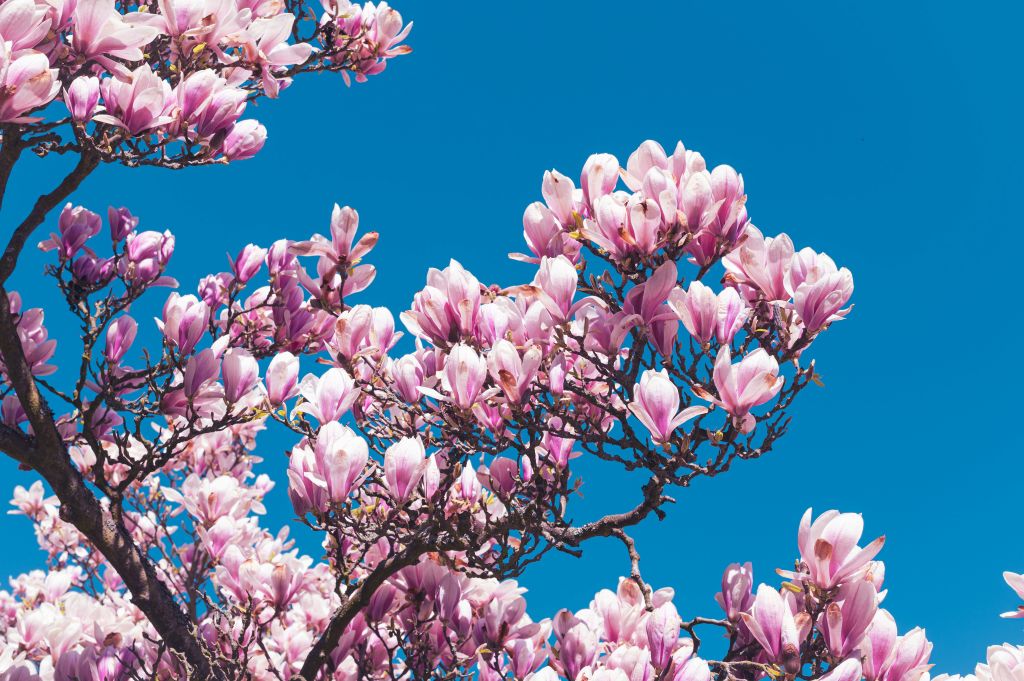 jan-kopriva-YtdMcFOfxgg-unsplash - Suzanne Kane benefit most from spring