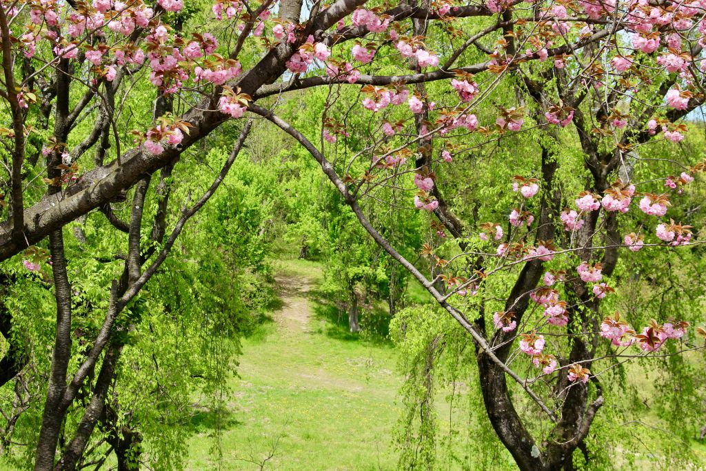 jean-claude-dumont-f_6vO-rpiqw-unsplash - Suzanne Kane benefit most from spring