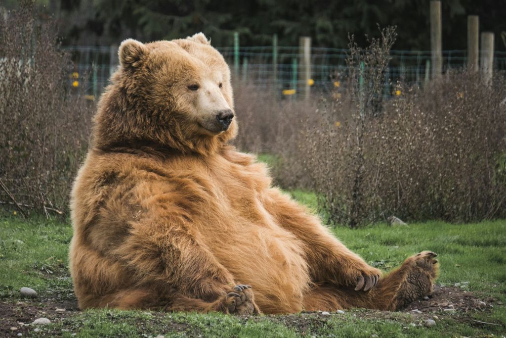 mark-basarab-y421kXlUOQk-unsplash - Suzanne Kane humor to feel better