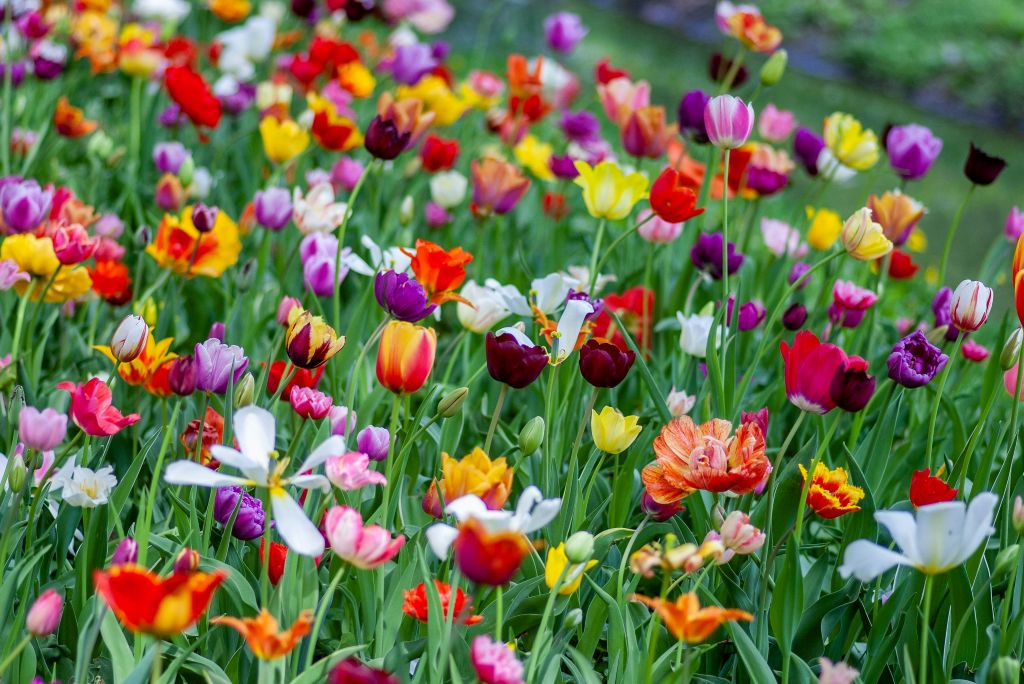 yoksel-zok-3E5lTL4bglE-unsplash - Suzanne Kane benefit most from spring