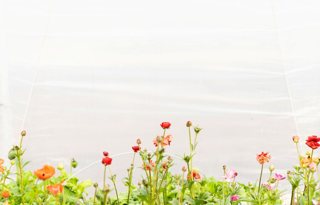 zoe-richardson-Deo9aMEVTJo-unsplash - Suzanne Kane benefit most from spring