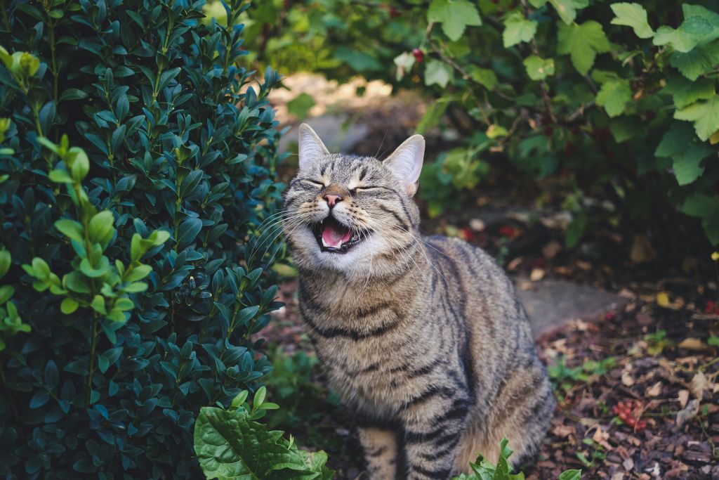 sandra-U7Ta6CNE3g0-unsplash - Suzanne Kane how to laugh more