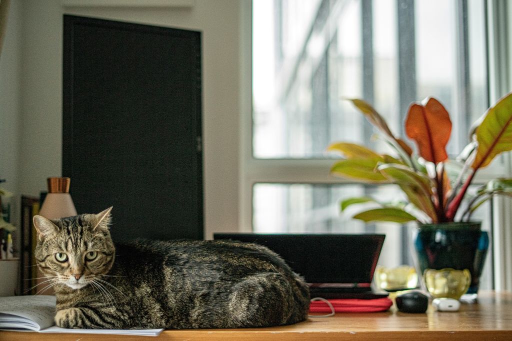 arsalan-noorafkan-Zoh7TpYkA9Q-unsplash - Suzanne Kane what happiness is