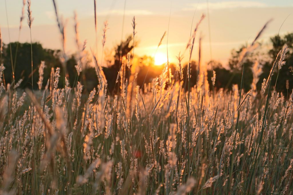 samuel-myles-roLQ_k2HEcs-unsplash - Suzanne Kane is your life happy