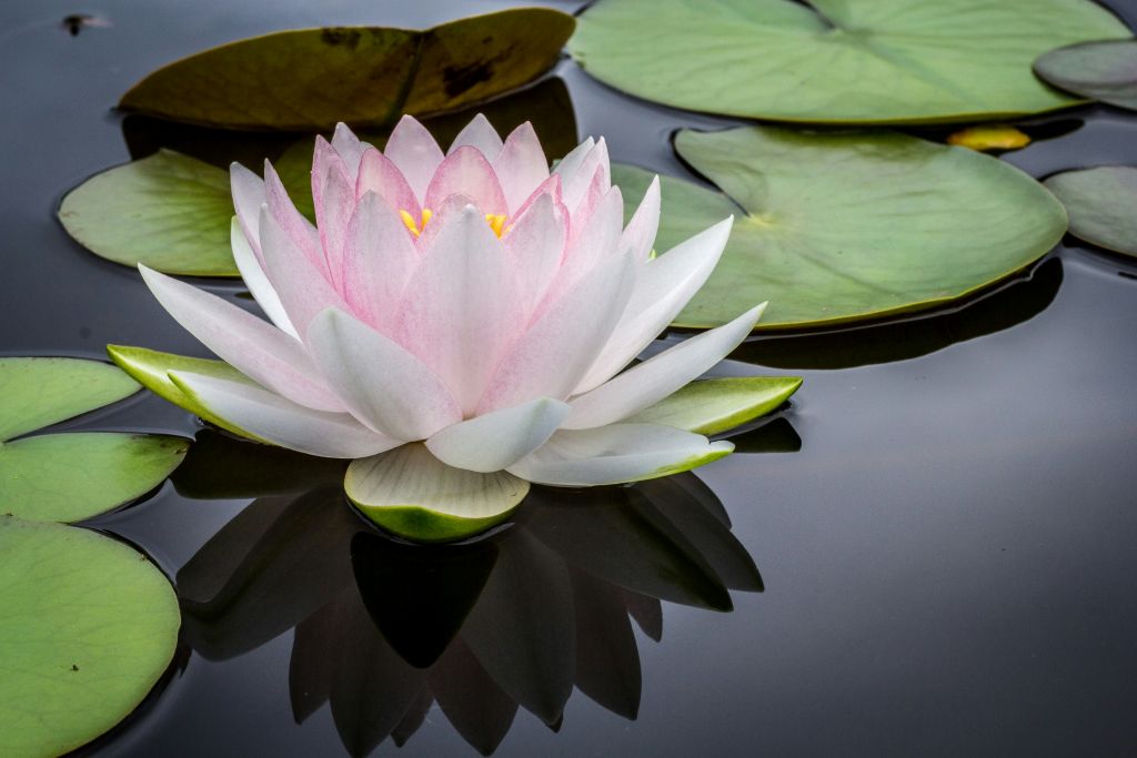 jay-castor-7AcMUSYRZpU-unsplash - Suzanne Kane keep your brain sharp