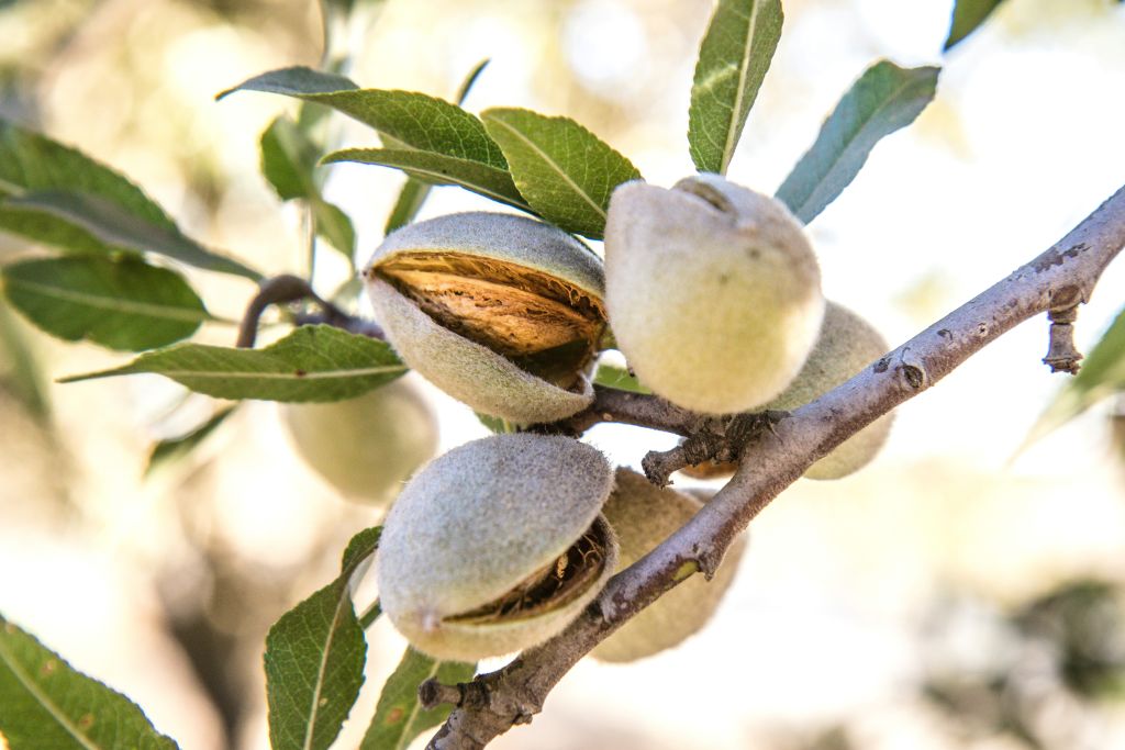 marcia-cripps-kQQZCgmcX88-unsplash - Suzanne Kane best healthy nuts