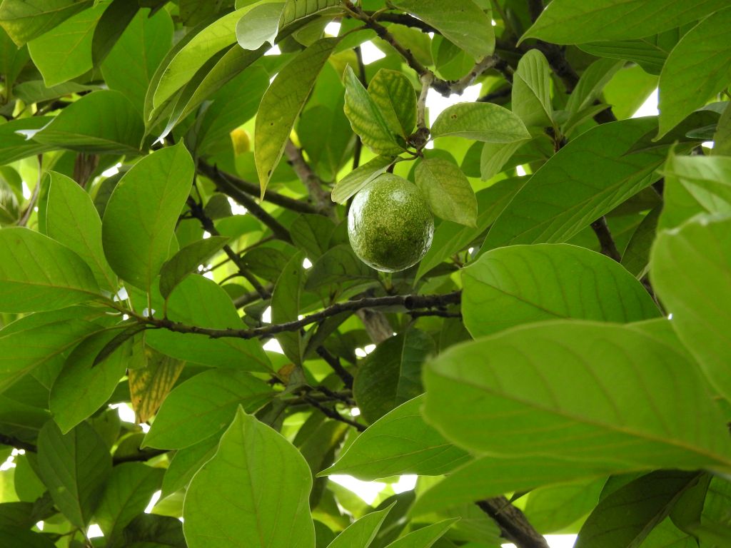 yoel-winkler-rDmJLobDkrA-unsplash - Suzanne Kane best healthy nuts