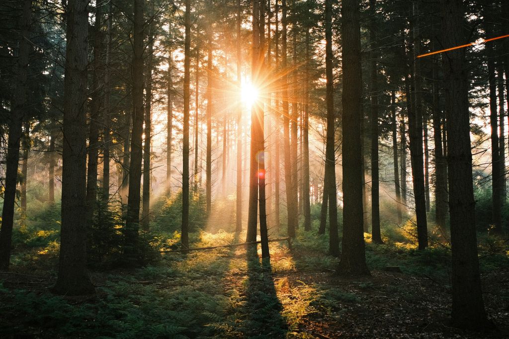 ingmar-KZwrFH42JCg-unsplash - Suzanne Kane habits for amazing happiness