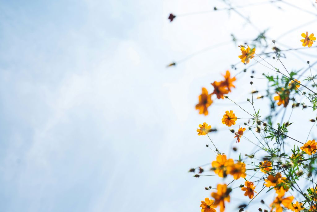 masaaki-komori-7xP5BJ34ybg-unsplash - Suzanne Kane find peace and calm