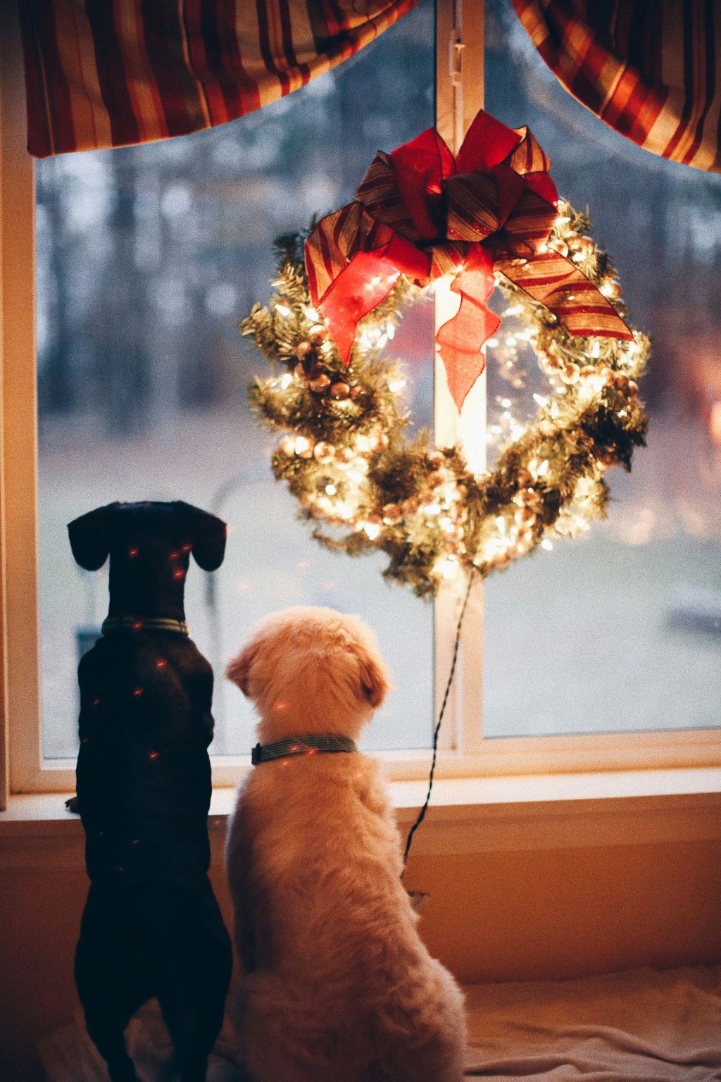 laura-beth-snipes-PlUJM2sPwis-unsplash - Suzanne Kane the joy of Christmas