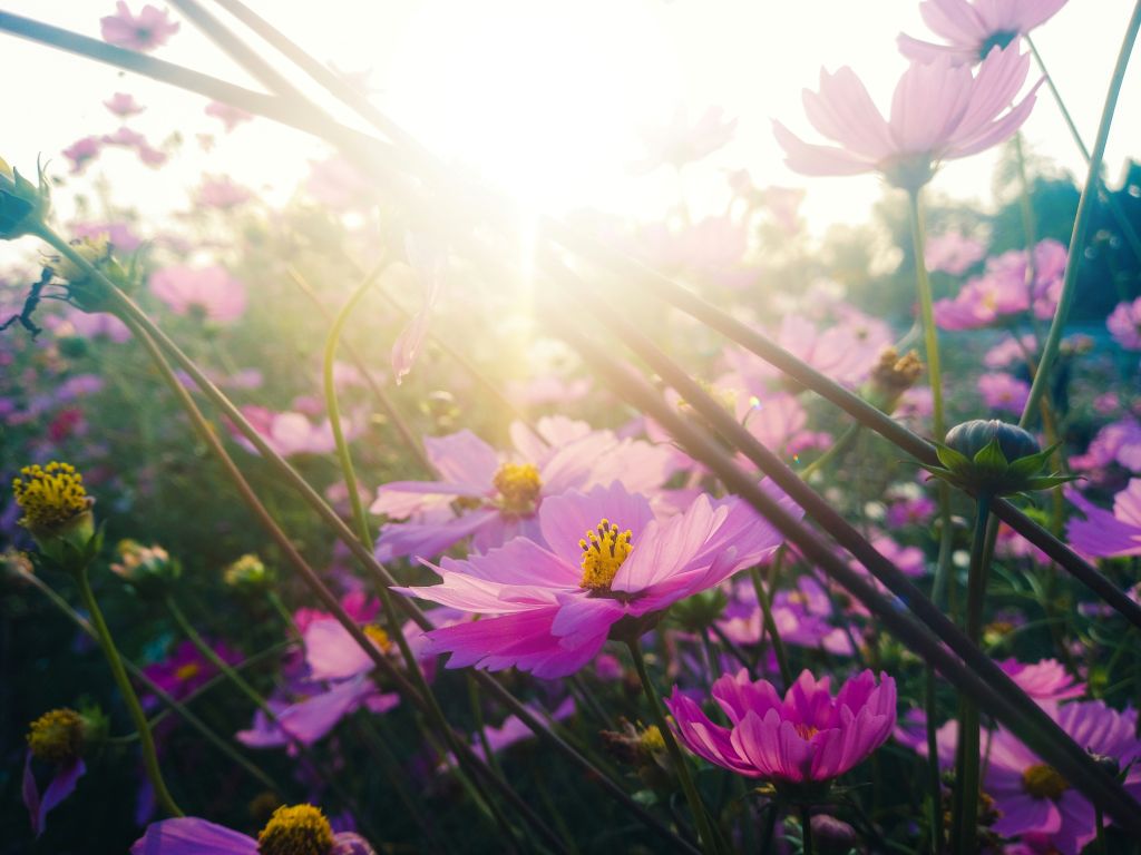 amid-hasan-emon-djxwQxuIZhU-unsplash - Suzanne Kane generate hope