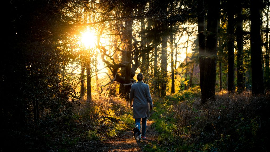 jeroen-hoogeveen-0mHUhg1FyoA-unsplash - Suzanne Kane reduce stress quickly