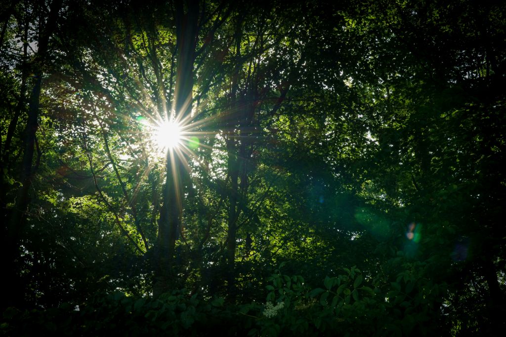 nick-fewings-PK2DCXYpxyY-unsplash - Suzanne Kane generate hope