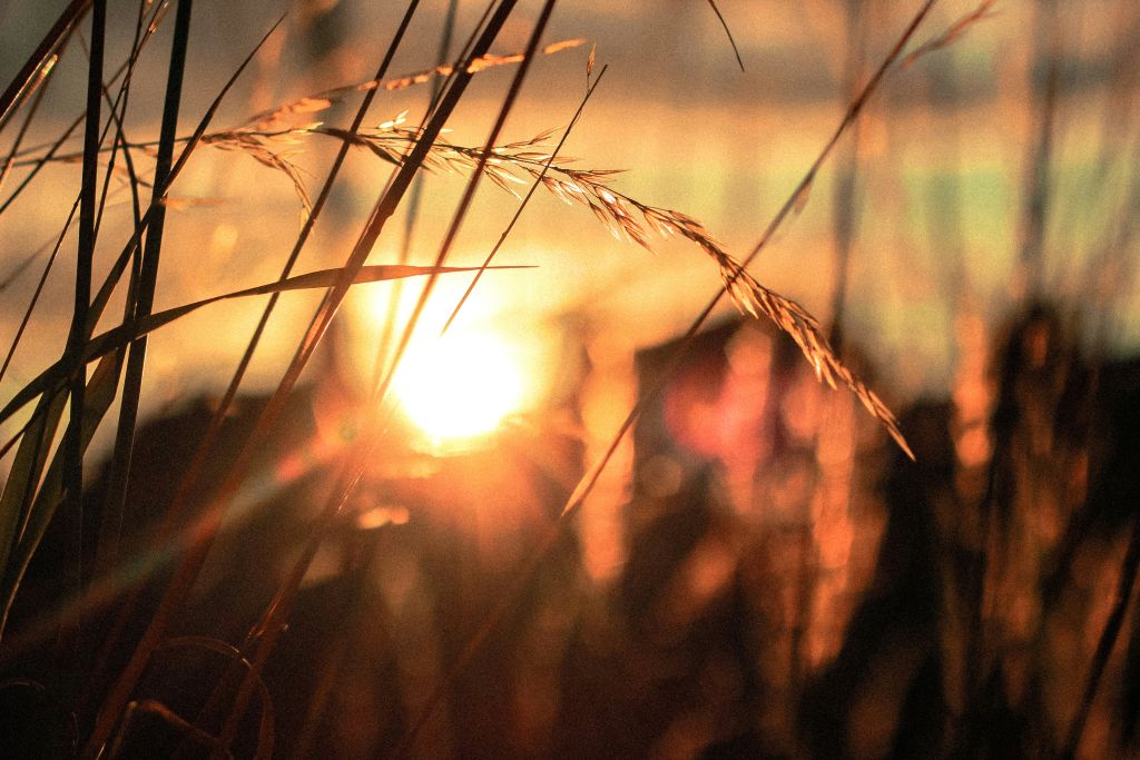 rose-erkul-GcrPpQi-xJw-unsplash - Suzanne Kane generate hope