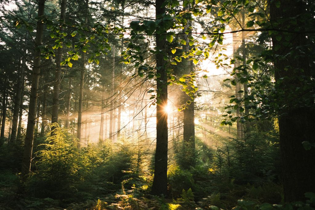 ingmar-yfA8gdEb62s-unsplash - Suzanne Kane be more hopeful