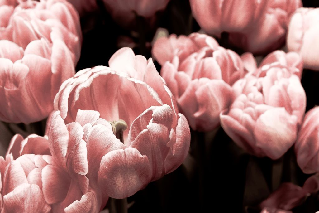 nicole-king-fKMkHPdsbo0-unsplash - Suzanne Kane calm your thoughts