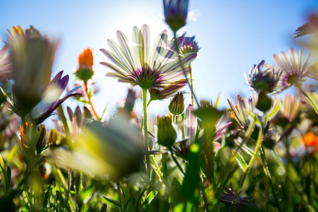 gaston-roulstone-NDMyliZWcO4-unsplash - Suzanne Kane life is learning