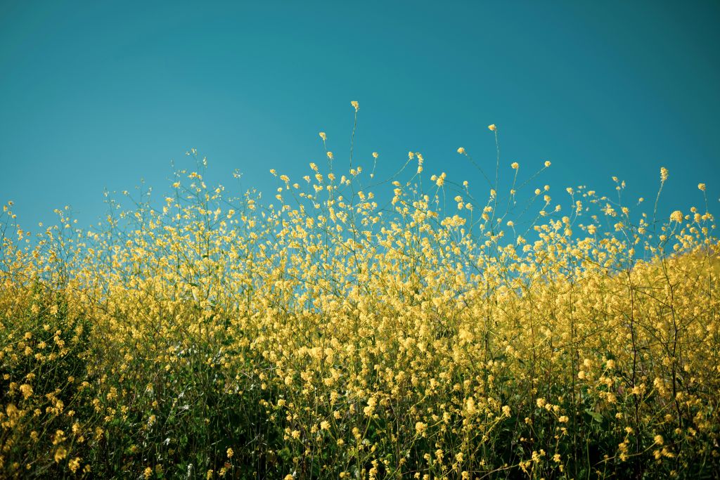 tim-mossholder-78CGaGIFkzE-unsplash - Suzanne Kane life is learning